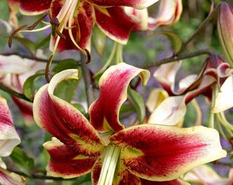 Lilium O 'scheherazade' | Oriental Lily | Perennial Bulb | Perfect