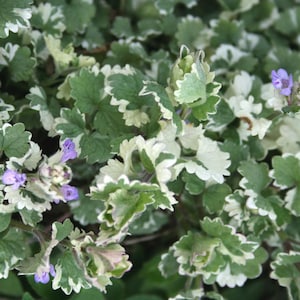 May include: A close-up of a patch of green and white variegated groundcover with small purple flowers.