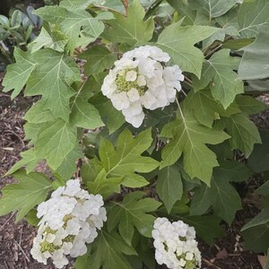 May include: A close-up of a flowering plant with large, green leaves and clusters of white flowers. The flowers have a dense, rounded shape, and the leaves have a distinctive lobed form. The plant is in a garden setting.