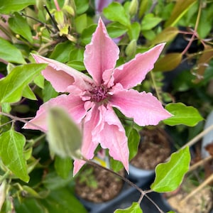 Clematis &#39;Pink Fantasy&#39; | Flowering Vine | Light Pink Blooms | Deer-Resistant | USDA Zones 4-9 | Winter Dormant