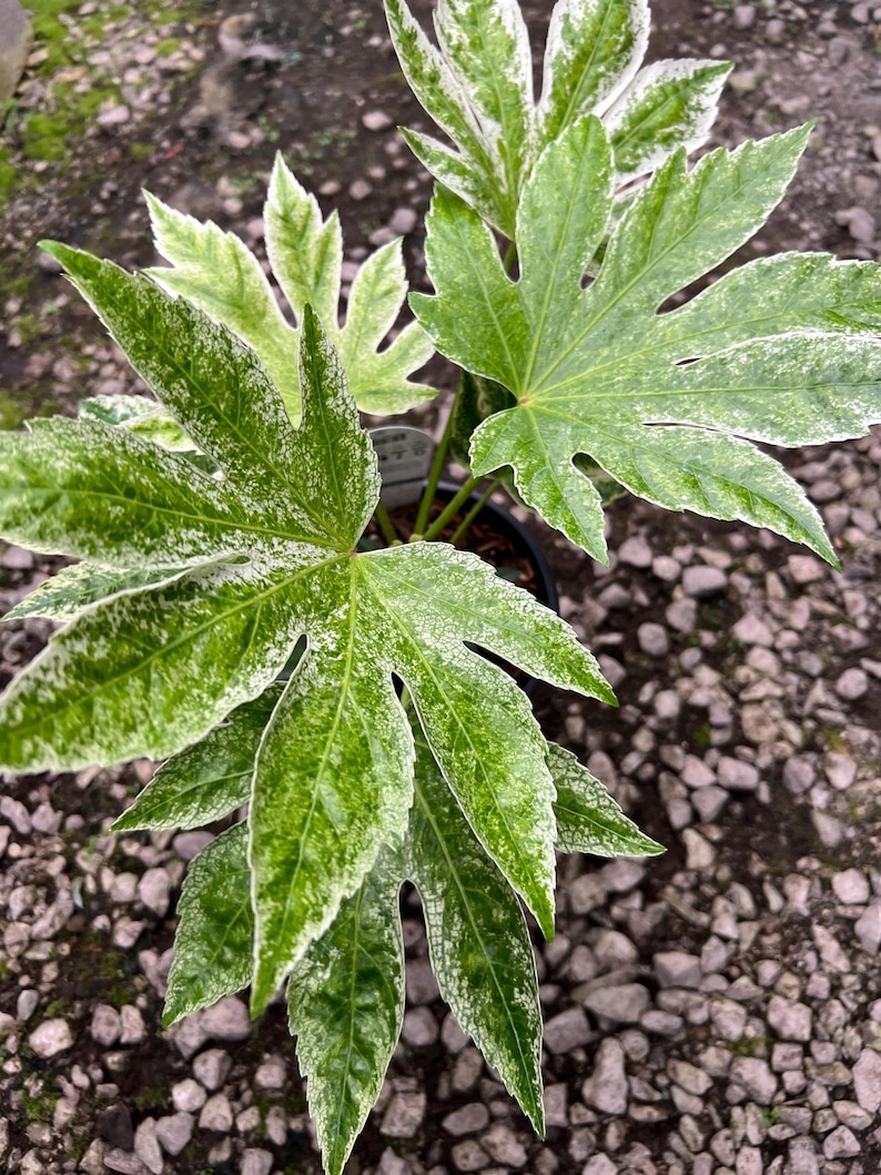 Plantingpartners Fatsia japonica Spider’s Web - Thumbnail 2