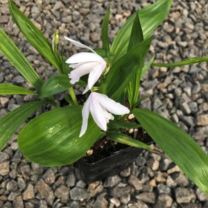 May include: A potted plant with two delicate, white flowers in full bloom. The flowers have a soft, ruffled appearance and are set against a backdrop of vibrant green leaves. The plant is in a black pot, resting on a bed of small, gray stones.