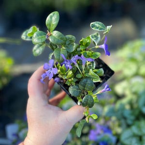 May include: A small potted plant with green leaves and purple flowers. The plant is being held in a hand.