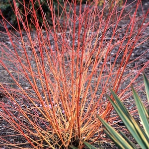 Cornus ‘Midwinter Fire’ | Red-Osier Dogwood | Deciduous Shrub | Stunning Winter Interest | USDA Zones 5–7 | 1 gallon pot
