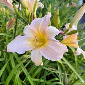 PRE-ORDER Fall Bulbs - Hemerocallis &#39;Catherine Woodbury&#39; | Creamy Pink and Yellow Daylily | Pollinator-Friendly | USDA Zones 3–9