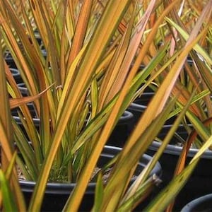 Phormium ‘Apricot Queen’ | New Zealand Flax | Striking Foliage Accent | USDA Zones 7–11