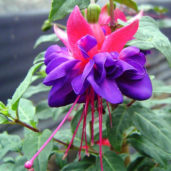 Fuchsia 'winston Churchill' | Hardy Fuchsia - Etsy
