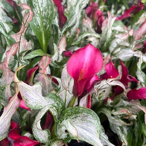 May include: A cluster of vibrant magenta calla lilies featuring prominent, textured yellow spadices. The plants display variegated foliage with a mix of deep green and creamy white patterns, creating a dense, layered appearance of colorful blooms.