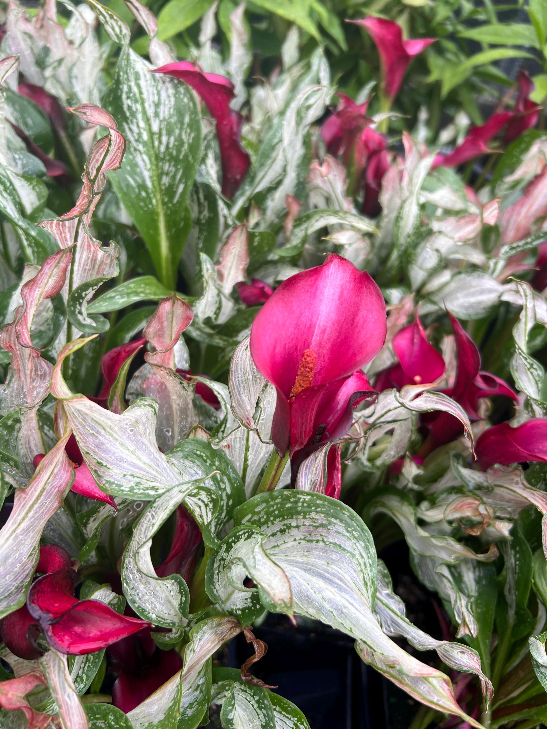 バルーンきんちゃく♡Lilly 他2点 Zantedeschia Frozen Queen | Rare Variegated Calla Lily - Etsy