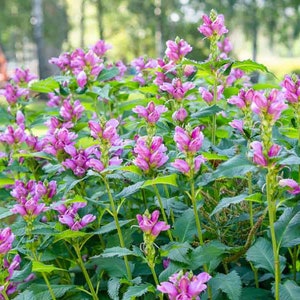 May include: A close-up of a cluster of pink flowers with green leaves. The flowers are in bloom and have a delicate, ruffled appearance.