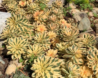 Sedum takesimense 'Atlantis' Nonsital PP27454 | Variegated Foliage, Perennial Stonecrop Succulent
