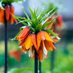 May include: A crown imperial flower with vibrant orange, bell-shaped petals hanging downward from a central stem. The plant features a cluster of bright green, pointed leaves at the top and pale white stamens extending from the center of each bloom.