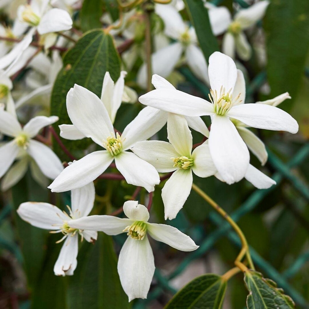 Clematis Armandii snowdrift Evergreen Clematis 1 Gallon Pot 
