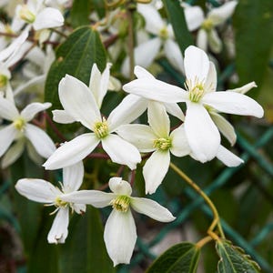 Clematis armandii &#39;Snowdrift&#39; | Evergreen Clematis | Fragrant Blooms | Fast-Growing Climber - 1 gallon fully rooted plant | USDA Zones 7-9