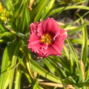 PRE-ORDER Fall Bulbs - Hemerocallis &#39;Little Business&#39; | Compact Red and Yellow Daylily | Summer Blooming Perennial | USDA Zones 3–9