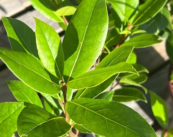 May include: A bay laurel plant featuring multiple vibrant green, glossy, lance-shaped leaves with smooth edges and visible veins. The foliage is arranged on thin, woody stems, with sunlight casting shadows across the leaves, highlighting their texture.