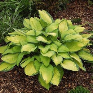 Hosta &#39;Gold Standard&#39; | Medium Variegated Color Changing Hosta | Flowering Shade Perennial | Slug Resistant