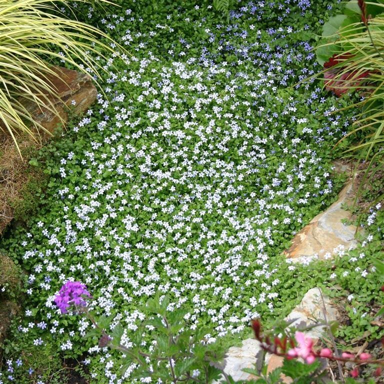 Pratia Pedunculata 'alba' | Laurentia, White Star Creeper