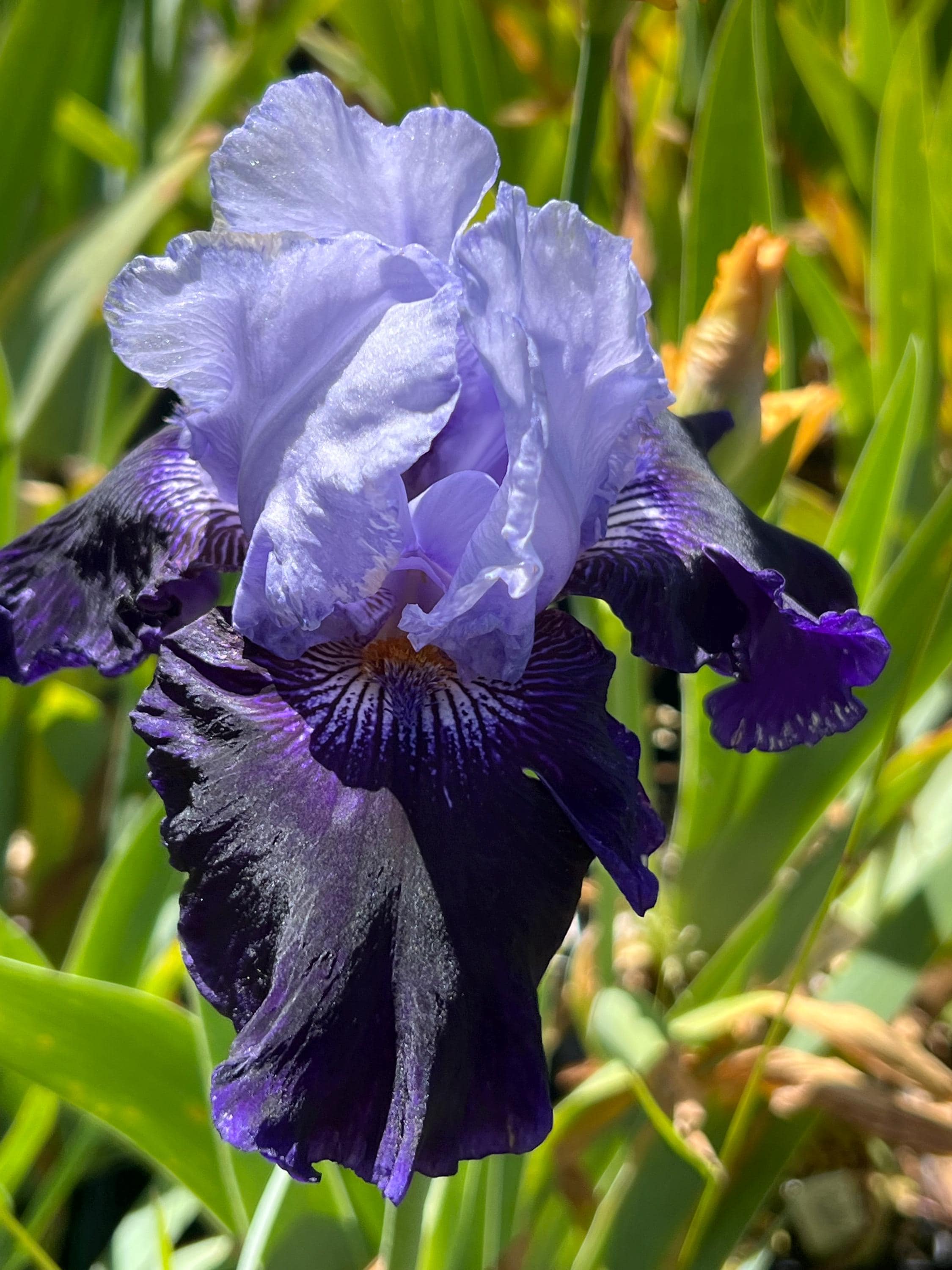 Iris 'Over Alaska' Bearded Iris