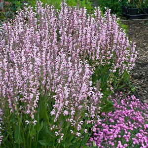 Salvia &#39;Eveline&#39; | Perennial Sage | Pollinator-Friendly | Long-Blooming Soft Pink Salvia | USDA Zones 4–9