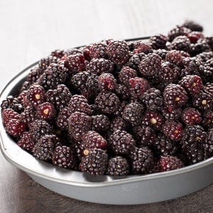 Berry Plant | Boysenberry, Thornless  | Blackberry / Raspberry | Rubus ursinus