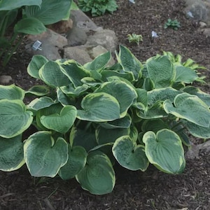 Hosta &#39;Christmas Tree&#39; | Large Variegated Green and Cream Hosta | Flowering Shade Perennial