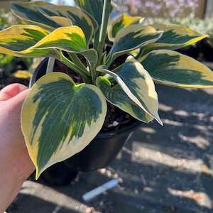 May include: A potted Hosta plant with large, heart-shaped leaves. The leaves are a vibrant green with yellow edges. The plant is held in a black plastic pot. The background is a blurred view of a greenhouse.