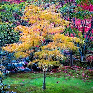 May include: A vibrant autumn scene with a yellow tree in the center, surrounded by red and green trees. The ground is covered in fallen leaves and moss.