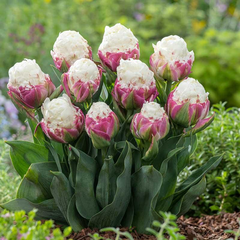 Tulip Double Late Season 'ice Cream' | Peony Tulip | Spring