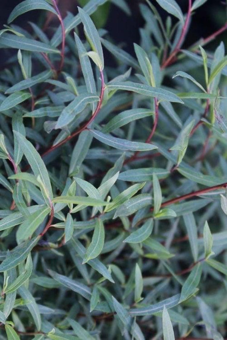 Plantingpartners Salix purpurea ‘Nana’ Willow - Thumbnail 3