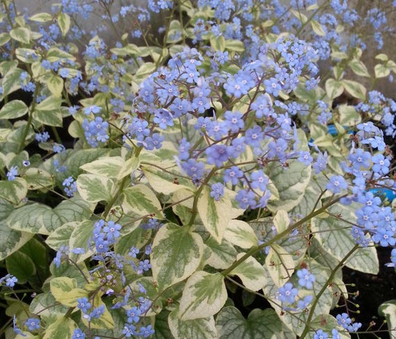 Brunnera Macrophylla 'variegata' | Variegated Siberian Bugloss - Etsy Canada