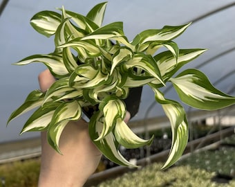 Hosta 'Hideout' | Small Variegated Plantain Lily - Fall 2026 Pre-Order