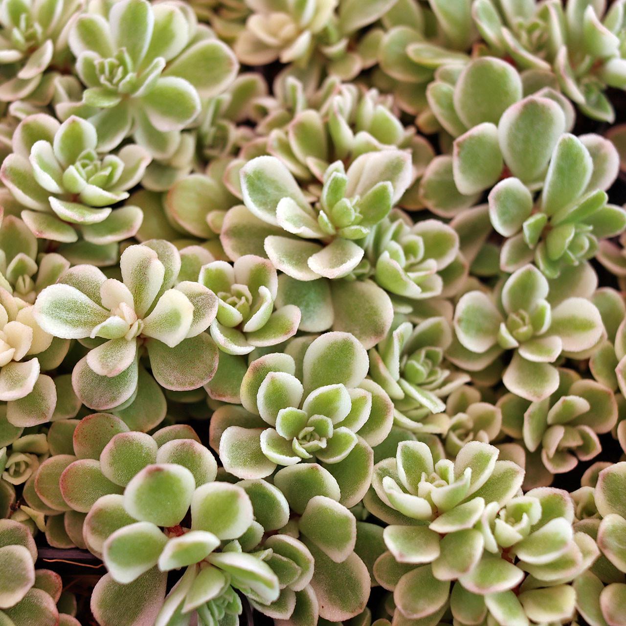 ミントグリーン クイーンマキシデコレータ Sedum Makinoi 'variegatum' | Variegated Japanese Stonecrop