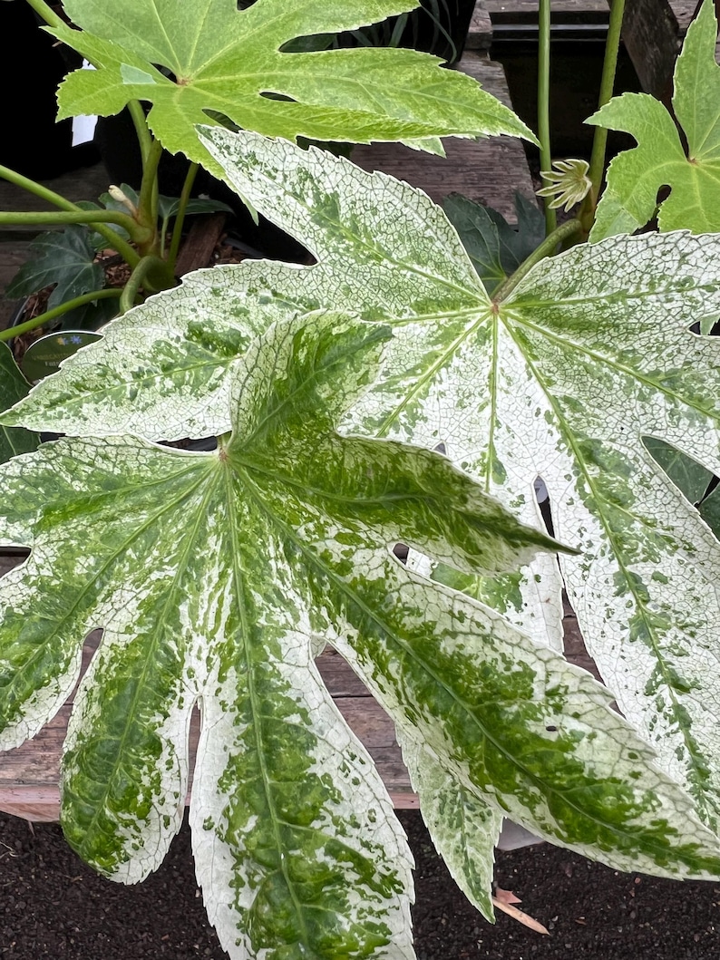 Plantingpartners Fatsia japonica Spider’s Web - Thumbnail 4