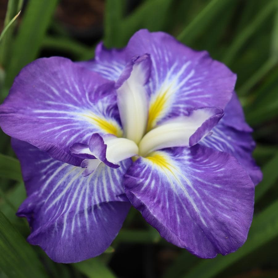 Iris Ensata Dinner Plate 'carrot Cake' | Japanese Water Iris - Etsy
