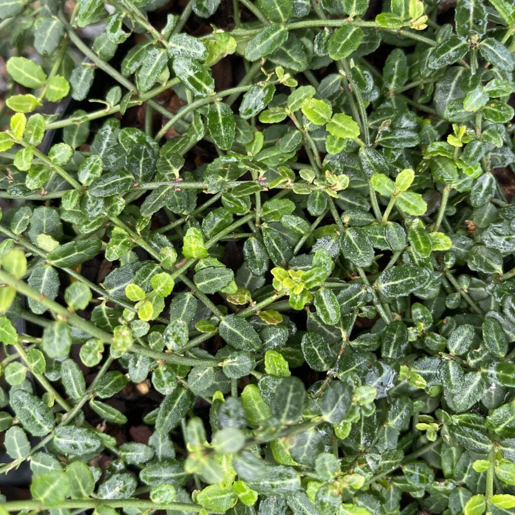 Euonymus fortunei 'Kewensis' | Wintercreeper | Evergreen Groundcover | Unique Variegated Foliage | USDA Zones 5–9