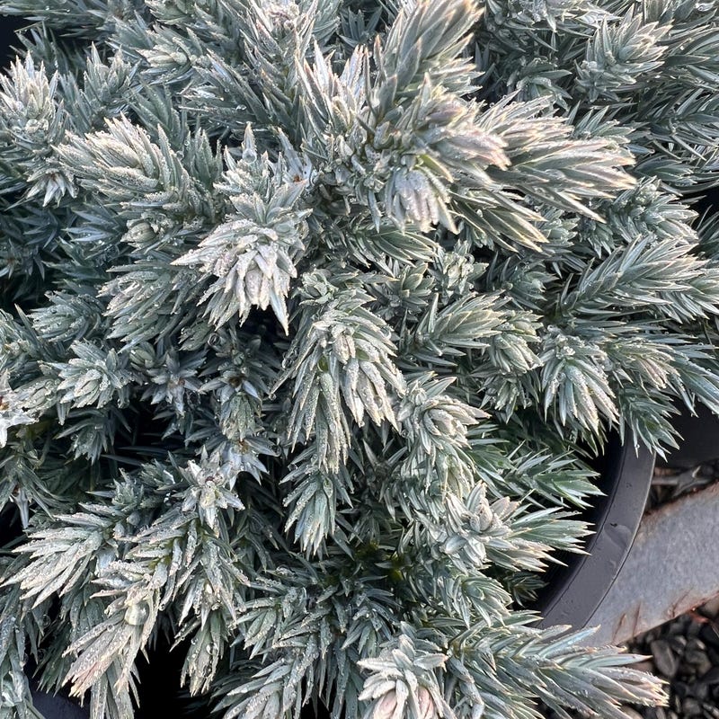 Dwarf Conifer Plant - Etsy