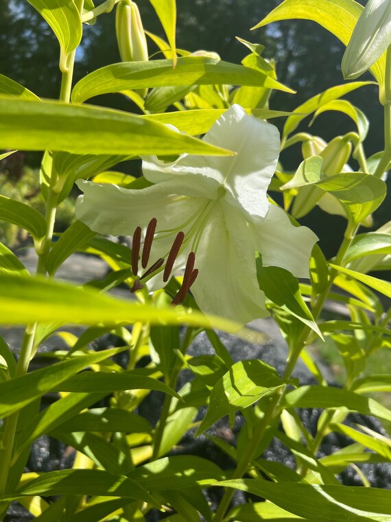 Lilium O 'casa Blanca' | Fragrant White Oriental Lily | Perennial
