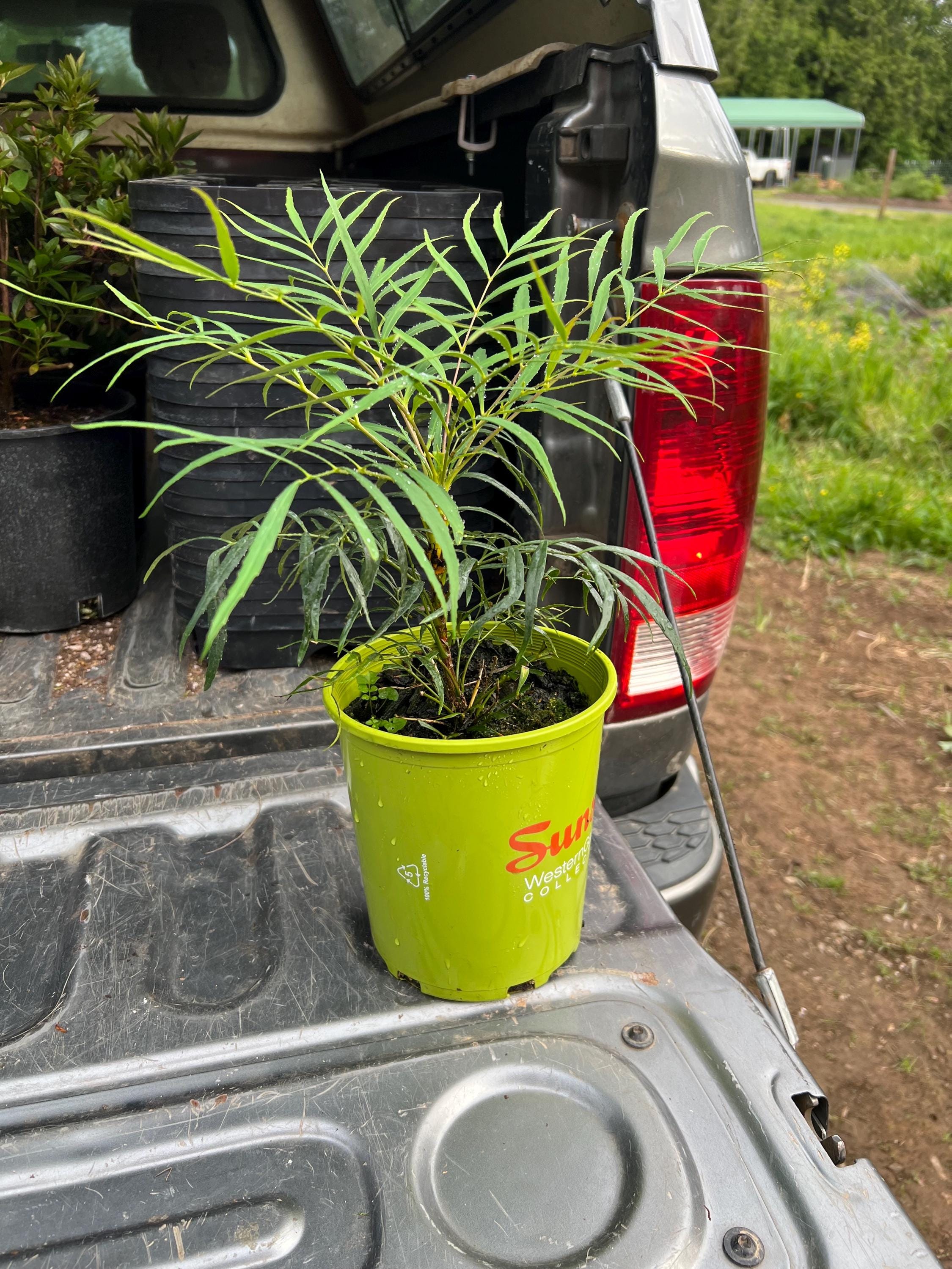 Mahonia Soft Caress | 1 gallon pot