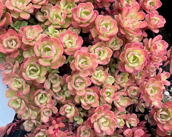 Sedum nevi 'Pink Form' | Southern Stonecrop Succulent
