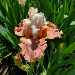 PRE-ORDER Fall Bulbs - Iris &#39;Struck Twice&#39; | Soft Pastel Bearded Iris | Reblooming Perennial | 1 bareroot rhizome | USDA Zones 3–9