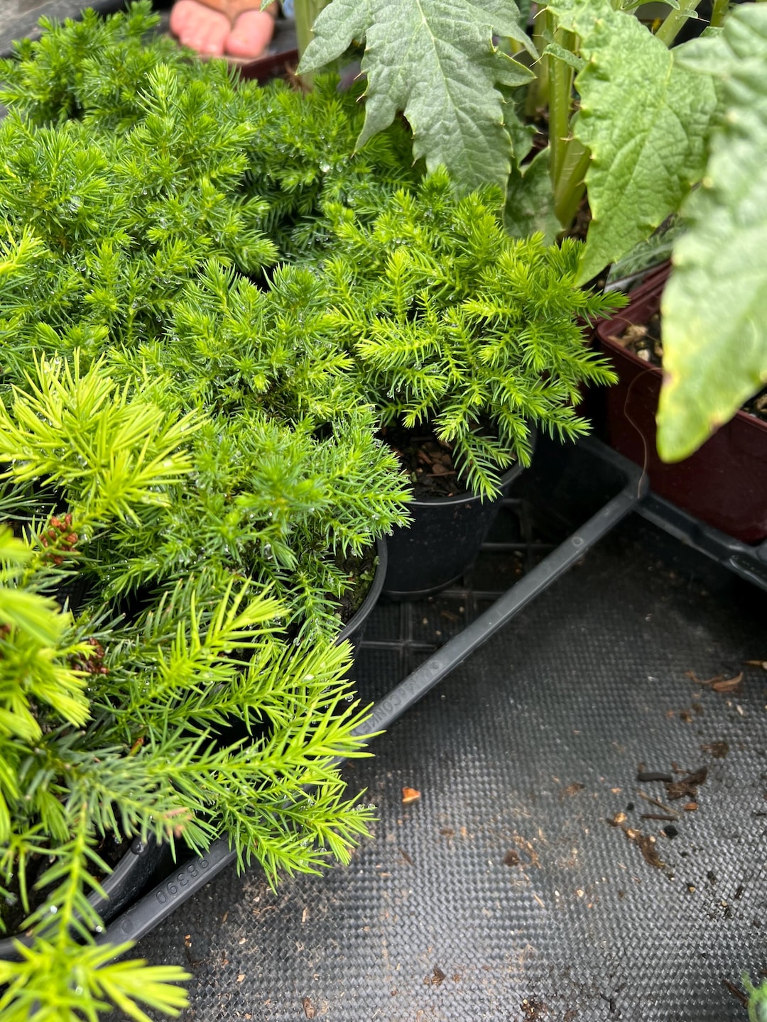 Cryptomeria Japonica 'koshyi' | Japanese Cedar, Dwarf Evergreen