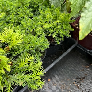 May include: Close-up of several small potted plants with vibrant green foliage. The plants are densely packed, creating a lush appearance. The image is taken from a slightly elevated angle, showcasing the plants' texture and color. The pots are black and sit in a black tray.