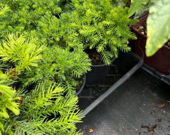 Cryptomeria Japonica 'koshyi' | Japanese Cedar, Dwarf Evergreen