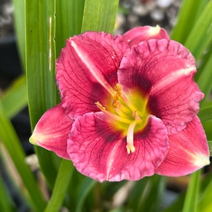 Hemerocallis 'Little Business' | Deep Red Daylily, Re-Blooming Dwarf - Fall 2026 Pre-Order