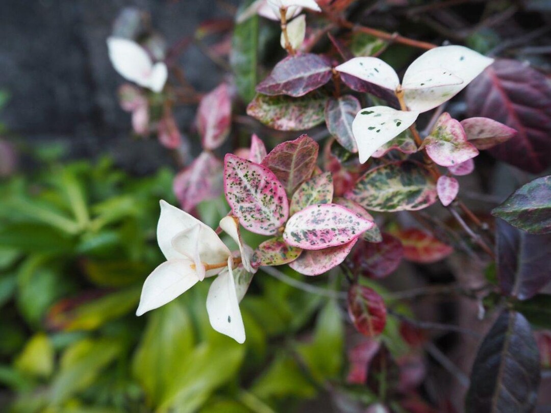 Trachelospermum Asiaticum 'shirofu Chirimen' | Variegated Asian