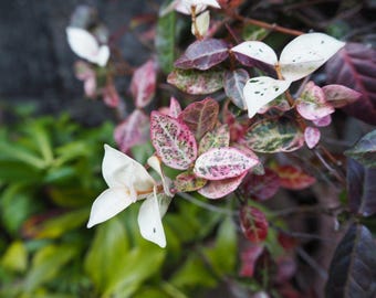 Pink Jasmine Starter Plant, Fragrant Flower, Indoor/outdoor Vine, Cold  Hardy, Non GMO - Etsy