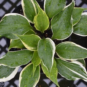 Hosta &#39;Proud Treasure&#39; | Medium Red Stemmed Hosta | Flowering Shade Perennial | Slug Resistant