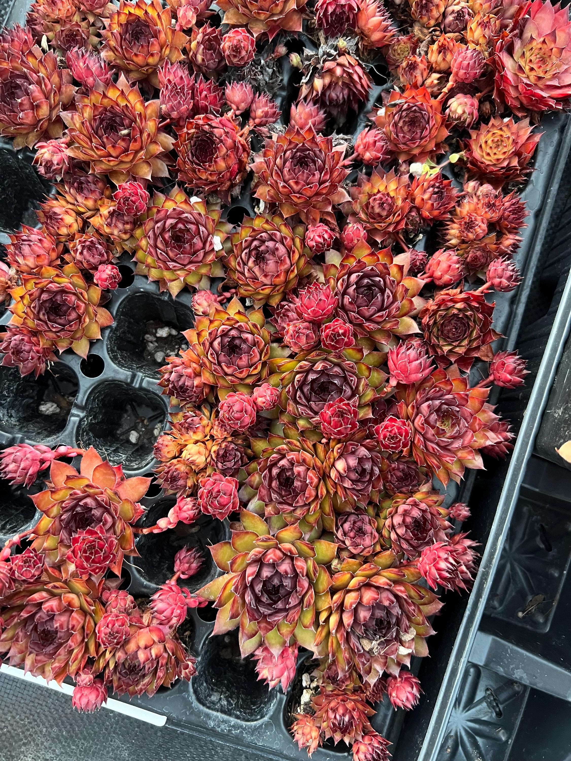 Sempervivum Chick Charms 'pineapple Paradise' | Hens and Chicks