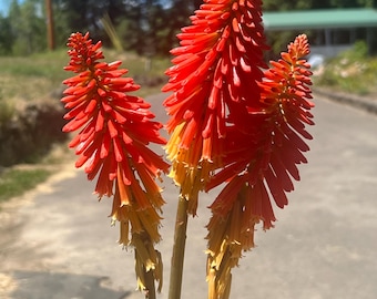 Orange Torch Ginger Live Plant Seedling Curcuma Aurantiaca - Etsy Orange Torch Ginger Live Plant Seedling Curcuma Aurantiaca - Etsy